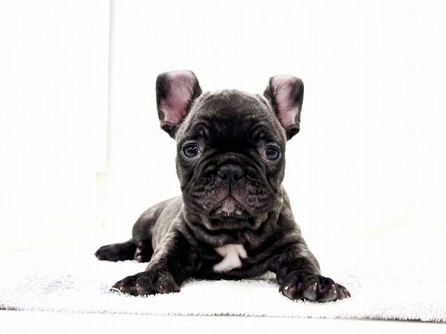 東京都のフレンチブルドッグ (かねだい本町田店/2025年12月2日生まれ/男の子/ブリンドル)の子犬の2枚目の画像