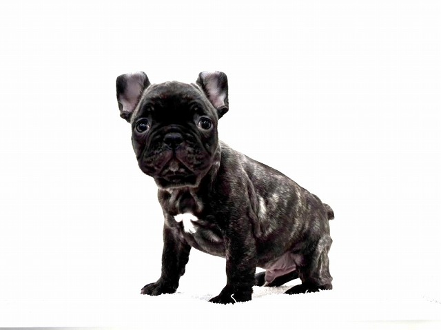 東京都のフレンチブルドッグ (かねだい本町田店/2025年12月2日生まれ/男の子/ブリンドル)の子犬の3枚目の画像