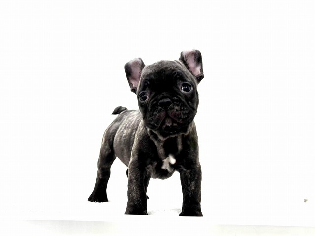 東京都のフレンチブルドッグ (かねだい本町田店/2025年12月2日生まれ/男の子/ブリンドル)の子犬の4枚目の画像