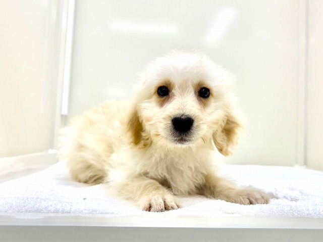 東京都のゴールデンドゥードゥル(ゴールデン×プードル) (かねだい本町田店/2025年12月6日生まれ/女の子/ゴールデン)の子犬の1枚目の画像