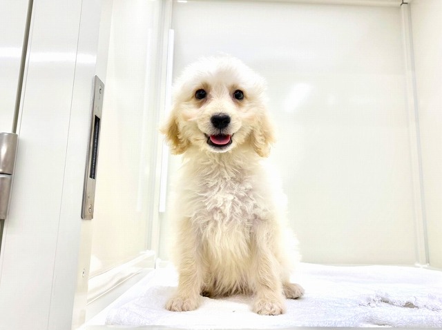 東京都のゴールデンドゥードゥル(ゴールデン×プードル) (かねだい本町田店/2025年12月6日生まれ/女の子/ゴールデン)の子犬の2枚目の画像