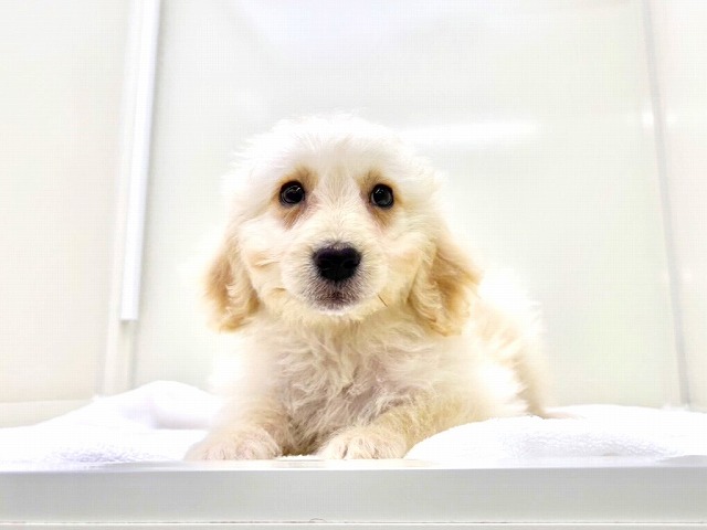 東京都のゴールデンドゥードゥル(ゴールデン×プードル) (かねだい本町田店/2025年12月6日生まれ/女の子/ゴールデン)の子犬の3枚目の画像