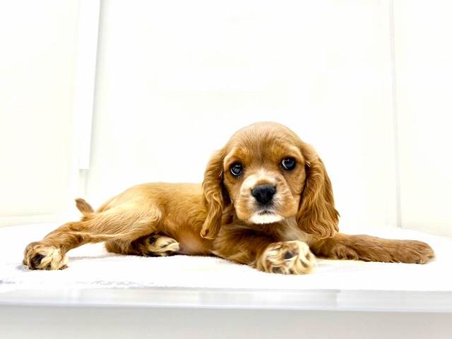 東京都のハーフ犬・ミックス犬 (かねだい本町田店/2025年11月29日生まれ/女の子/ルディ)の子犬の1枚目の画像