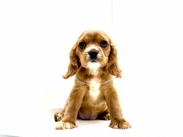 東京都のハーフ犬・ミックス犬 (かねだい本町田店/2025年11月29日生まれ/女の子/ルディ)の子犬の3枚目の画像