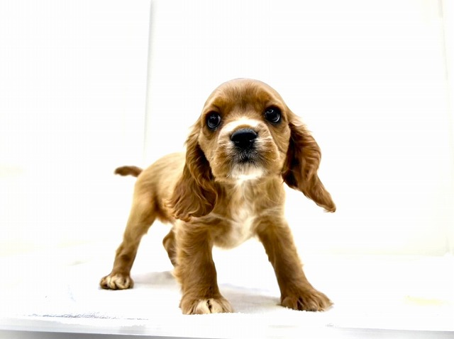 東京都のハーフ犬・ミックス犬 (かねだい本町田店/2025年11月29日生まれ/女の子/ルディ)の子犬の4枚目の画像