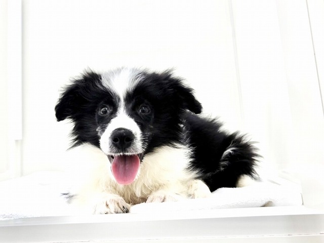 東京都のボーダーコリー (かねだい本町田店/2025年11月20日生まれ/男の子/ブラックホワイト)の子犬の1枚目の画像