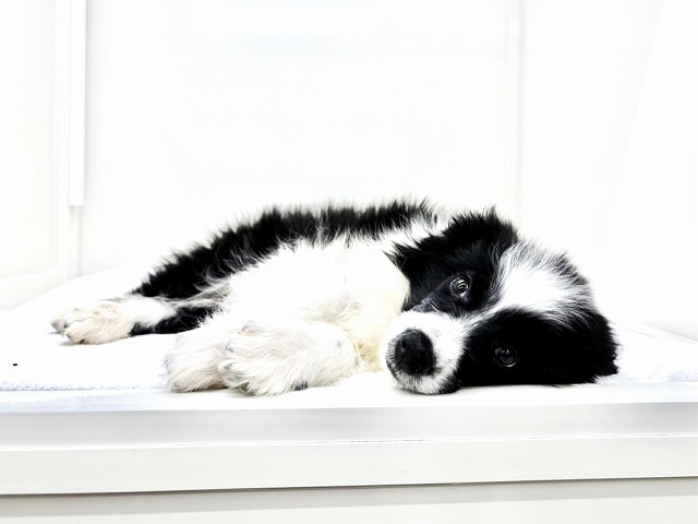 東京都のボーダーコリー (かねだい本町田店/2025年11月20日生まれ/男の子/ブラックホワイト)の子犬の2枚目の画像