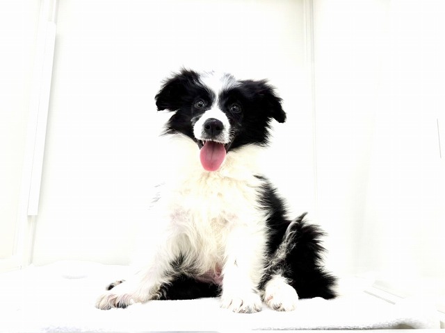 東京都のボーダーコリー (かねだい本町田店/2025年11月20日生まれ/男の子/ブラックホワイト)の子犬の3枚目の画像