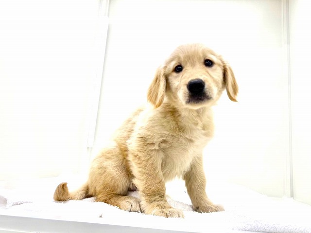 東京都のゴールデンレトリバー (かねだい本町田店/2025年12月6日生まれ/女の子/ゴールデン)の子犬の1枚目の画像
