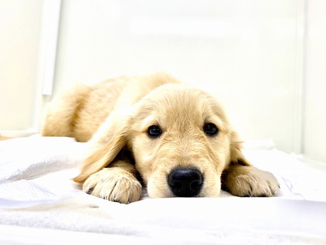 東京都のゴールデンレトリバー (かねだい本町田店/2025年12月6日生まれ/女の子/ゴールデン)の子犬の2枚目の画像