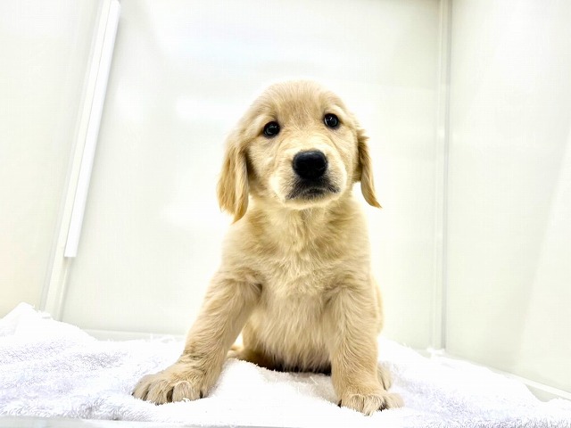 東京都のゴールデンレトリバー (かねだい本町田店/2025年12月6日生まれ/女の子/ゴールデン)の子犬の3枚目の画像