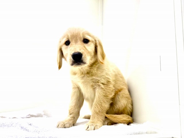 東京都のゴールデンレトリバー (かねだい本町田店/2025年12月6日生まれ/女の子/ゴールデン)の子犬の4枚目の画像