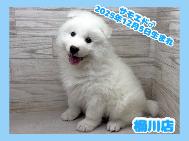 埼玉県のサモエド (かねだい桶川店/2025年12月5日生まれ/男の子/ホワイト)の子犬