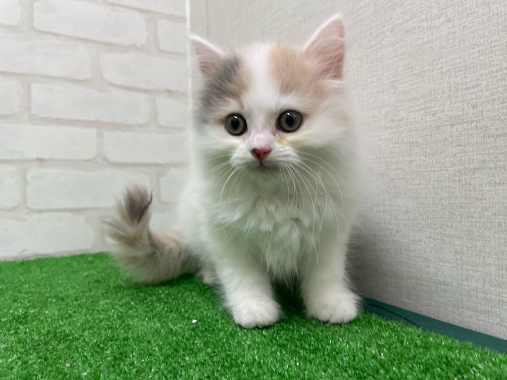 東京都のサイベリアン (かねだい立川店/2025年12月6日生まれ/女の子/ダイリュートキャリコ)の子猫
