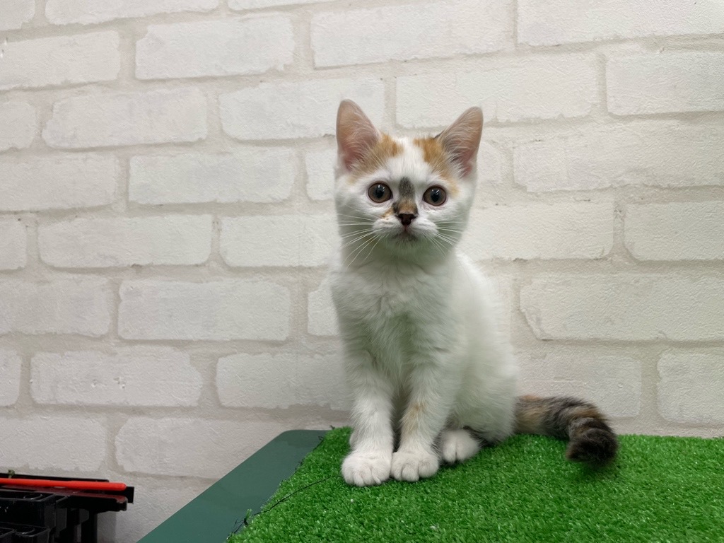 東京都のスコティッシュストレート (かねだい立川店/2025年12月6日生まれ/女の子/ブラウンパッチドタビー)の子猫