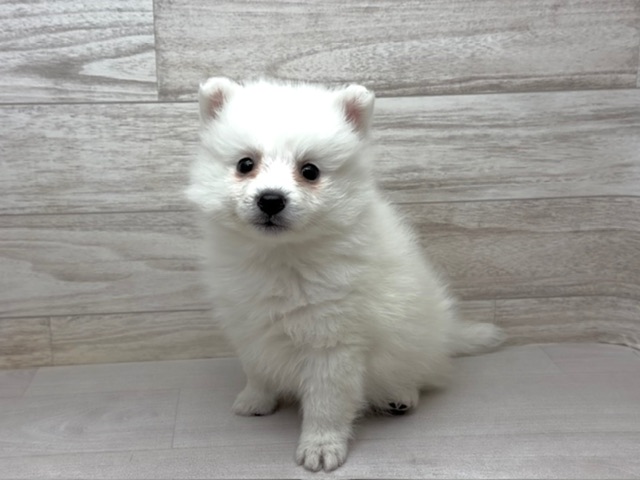 埼玉県の日本スピッツ (かねだい桶川店/2025年12月5日生まれ/男の子/ホワイト)の子犬の2枚目の画像