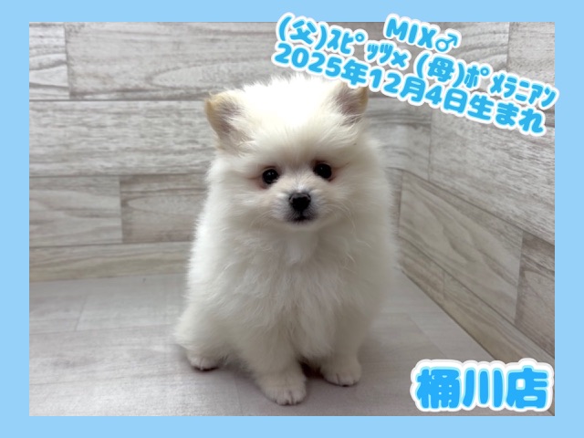 埼玉県のハーフ犬・ミックス犬 (かねだい桶川店/2025年12月4日生まれ/男の子/その他色)の子犬