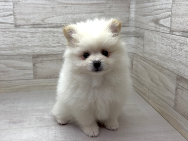 埼玉県のハーフ犬・ミックス犬 (かねだい桶川店/2025年12月4日生まれ/男の子/その他色)の子犬の2枚目の画像