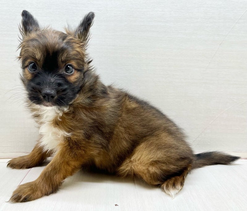 千葉県のパピヨン×(パピヨン×ペキニーズ) (かねだい八千代店/2025年12月5日生まれ/男の子/ホワイトブラウン)の子犬