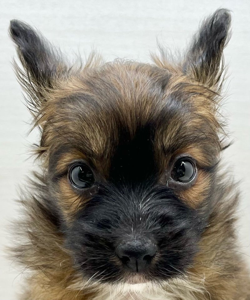 千葉県のパピヨン×(パピヨン×ペキニーズ) (かねだい八千代店/2025年12月5日生まれ/男の子/ホワイトブラウン)の子犬の2枚目の画像