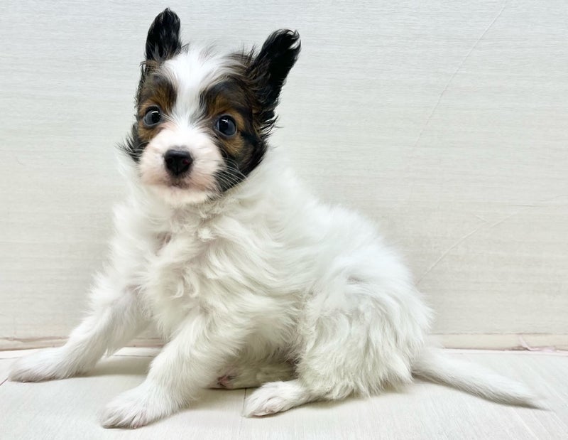 千葉県のパピヨン×(パピヨン×ペキニーズ) (かねだい八千代店/2025年12月5日生まれ/女の子/ホワイトブラウン)の子犬