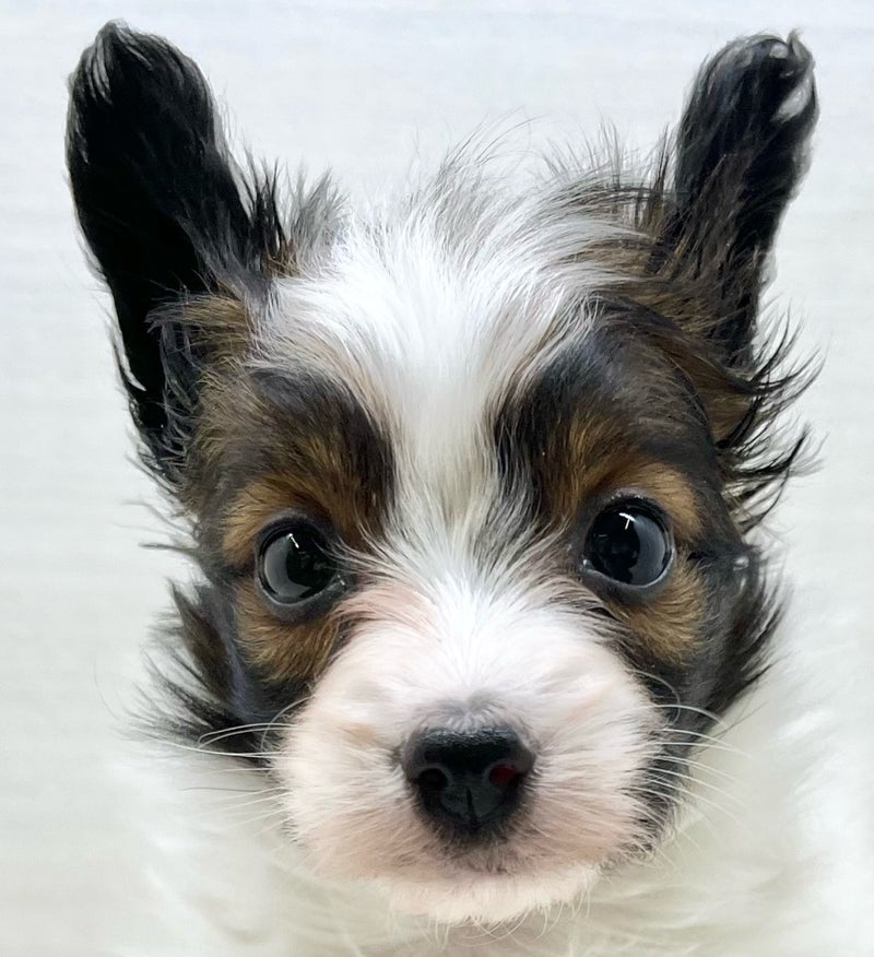 千葉県のパピヨン×(パピヨン×ペキニーズ) (かねだい八千代店/2025年12月5日生まれ/女の子/ホワイトブラウン)の子犬の2枚目の画像