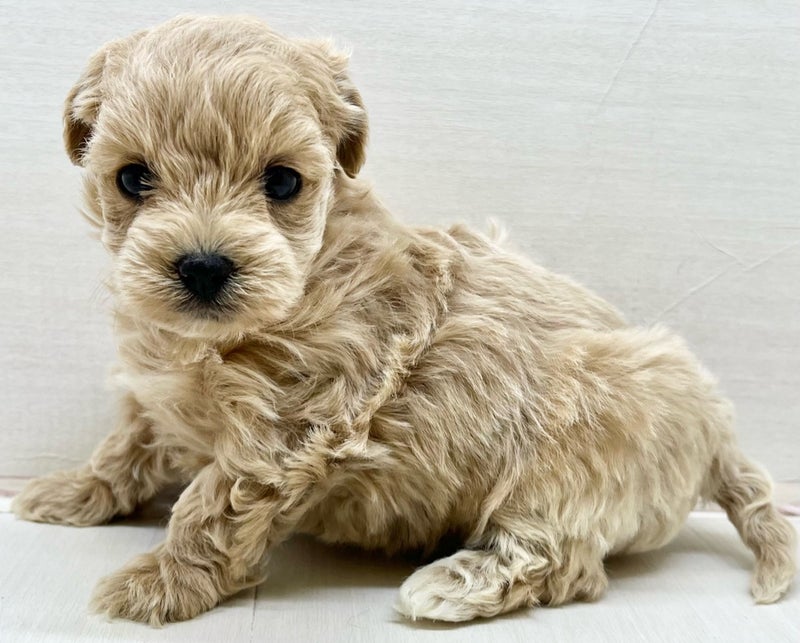 千葉県のマルプー(マルチーズ×プードル) (かねだい八千代店/2025年12月6日生まれ/女の子/ホワイト)の子犬の1枚目の画像