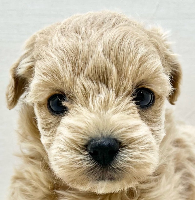 千葉県のマルプー(マルチーズ×プードル) (かねだい八千代店/2025年12月6日生まれ/女の子/ホワイト)の子犬の2枚目の画像