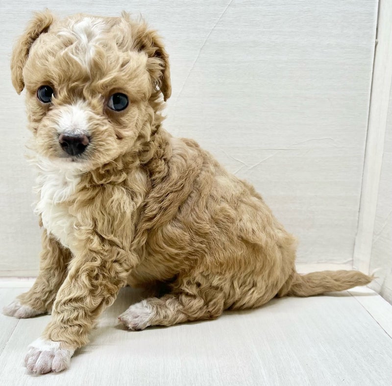 千葉県のチワプー/プーチー(チワワ×プードル) (かねだい八千代店/2025年12月6日生まれ/男の子/クリーム)の子犬の1枚目の画像