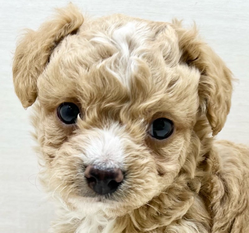 千葉県のチワプー/プーチー(チワワ×プードル) (かねだい八千代店/2025年12月6日生まれ/男の子/クリーム)の子犬の2枚目の画像