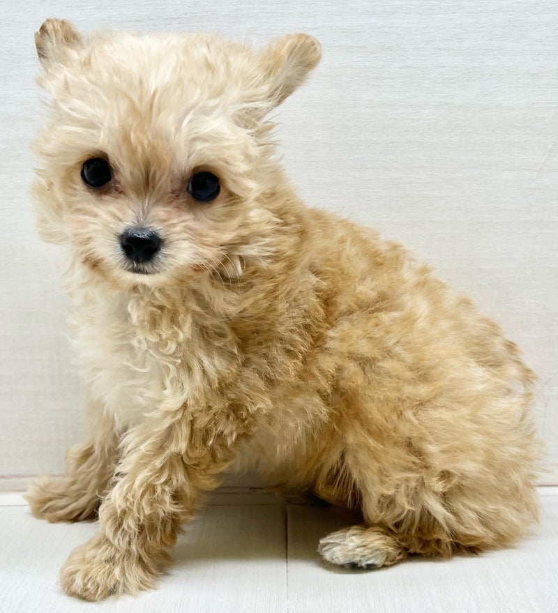 千葉県のチワプー/プーチー(チワワ×プードル) (かねだい八千代店/2025年12月3日生まれ/男の子/クリーム)の子犬の1枚目の画像