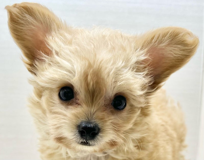 千葉県のチワプー/プーチー(チワワ×プードル) (かねだい八千代店/2025年12月3日生まれ/男の子/クリーム)の子犬の2枚目の画像