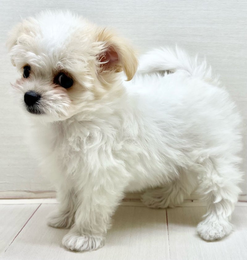 千葉県のチワワ×ビションフリーゼ (かねだい八千代店/2025年11月30日生まれ/女の子/ブラックタンホワイト)の子犬