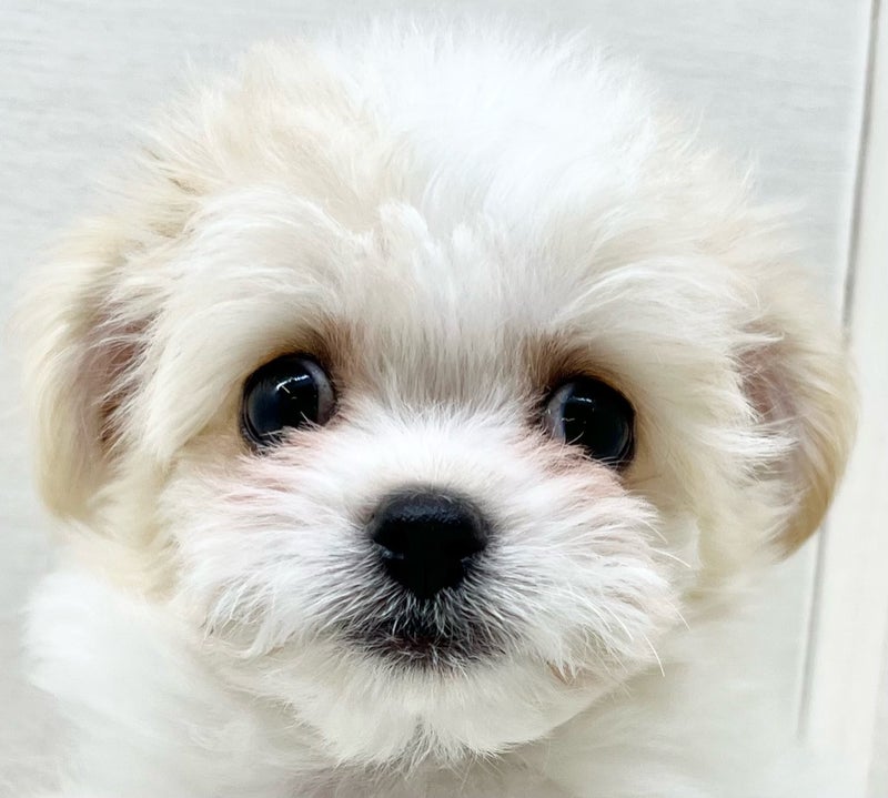 千葉県のチワワ×ビションフリーゼ (かねだい八千代店/2025年11月30日生まれ/女の子/ブラックタンホワイト)の子犬の2枚目の画像