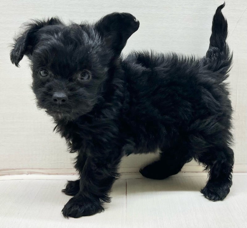 千葉県のチワプー/プーチー(チワワ×プードル) (かねだい八千代店/2025年12月5日生まれ/女の子/ブラックタンホワイト)の子犬の1枚目の画像