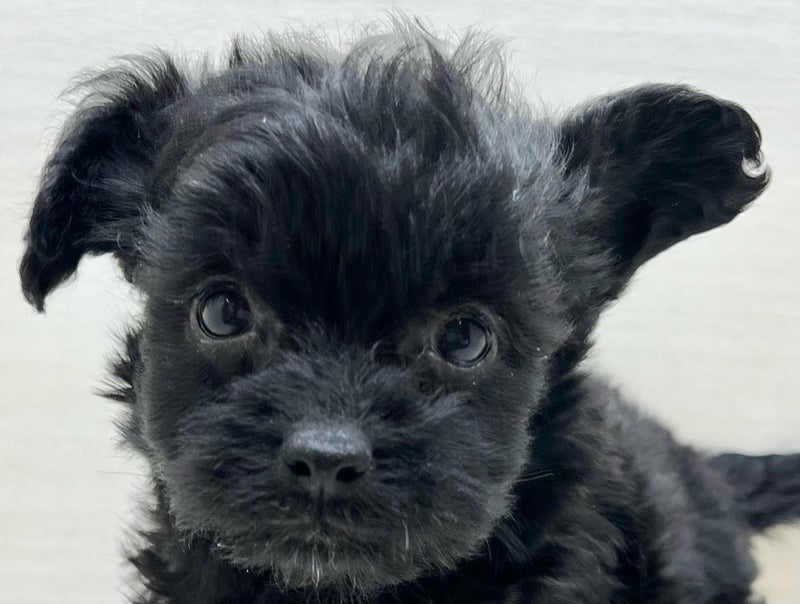 千葉県のチワプー/プーチー(チワワ×プードル) (かねだい八千代店/2025年12月5日生まれ/女の子/ブラックタンホワイト)の子犬の2枚目の画像