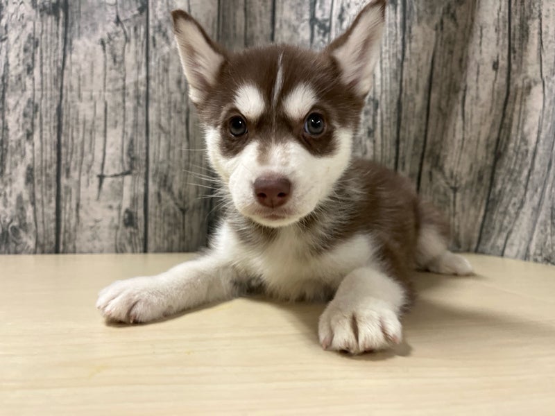 埼玉県のシベリアンハスキー (かねだいアクアパーク店/2025年12月5日生まれ/女の子/チョコレートホワイト)の子犬