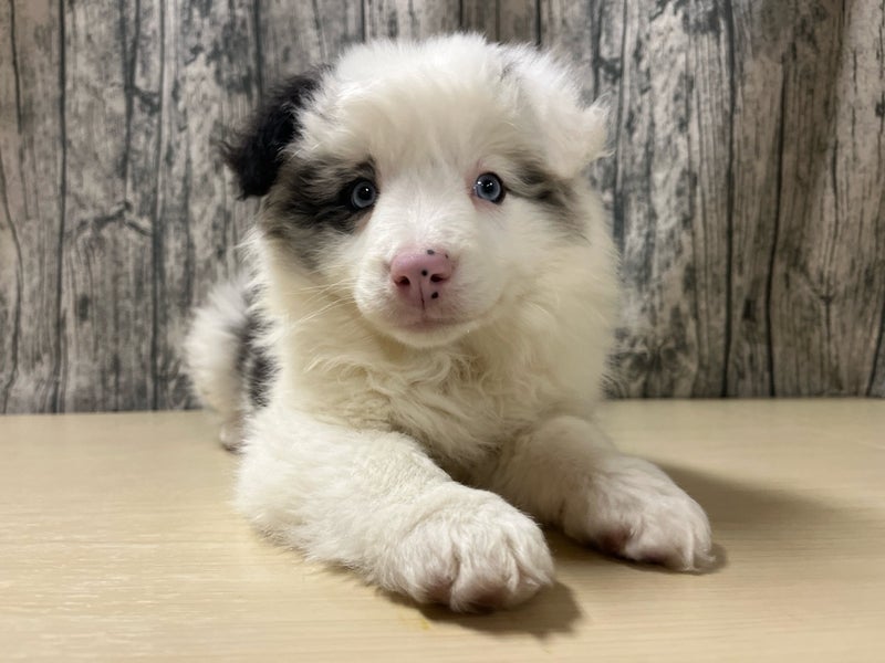 埼玉県のボーダーコリー (かねだいアクアパーク店/2025年12月7日生まれ/女の子/ブルーマール)の子犬