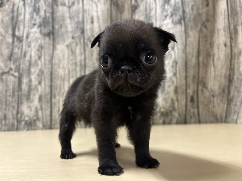 埼玉県のパグ (かねだいアクアパーク店/2025年11月20日生まれ/男の子/ブラック)の子犬