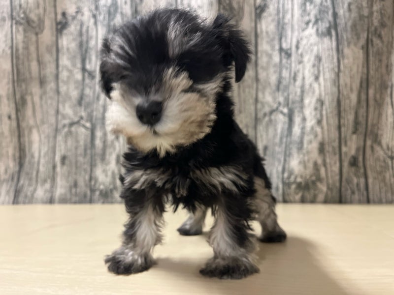 埼玉県のミニチュアシュナウザー (かねだいアクアパーク店/2025年12月7日生まれ/女の子/ブラックシルバー)の子犬