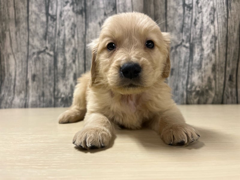 埼玉県のゴールデンレトリバー (かねだいアクアパーク店/2025年12月7日生まれ/男の子/ゴールデン)の子犬