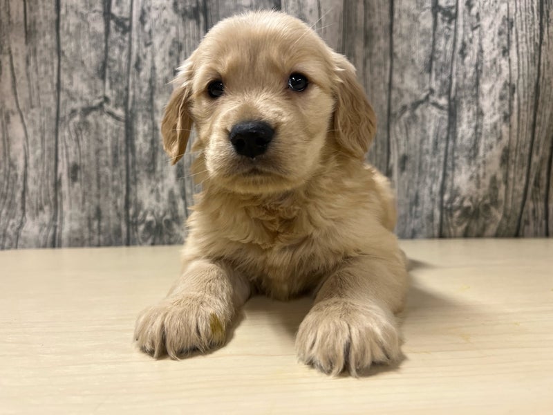 埼玉県のゴールデンレトリバー (かねだいアクアパーク店/2025年12月7日生まれ/女の子/ゴールデン)の子犬