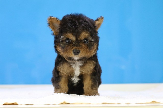 埼玉県のチワプー/プーチー(チワワ×プードル) (かねだい草加店/2025年12月6日生まれ/男の子/ブラックタン)の子犬の1枚目の画像