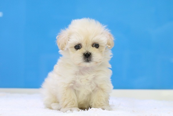 埼玉県のペキプー(ペキニーズ×プードル) (かねだい草加店/2025年12月7日生まれ/女の子/アプリコット)の子犬