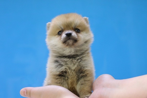 埼玉県のポメ柴/豆ポメ/ポメ豆柴(ポメラニアン×柴犬) (かねだい草加店/2025年12月5日生まれ/女の子/赤)の子犬