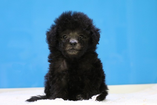 埼玉県のトイプードル(トイ) (かねだい草加店/2025年12月6日生まれ/男の子/シルバー)の子犬