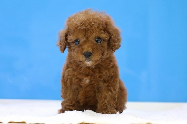 埼玉県のトイプードル(トイ) (かねだい草加店/2025年12月7日生まれ/男の子/レッド)の子犬