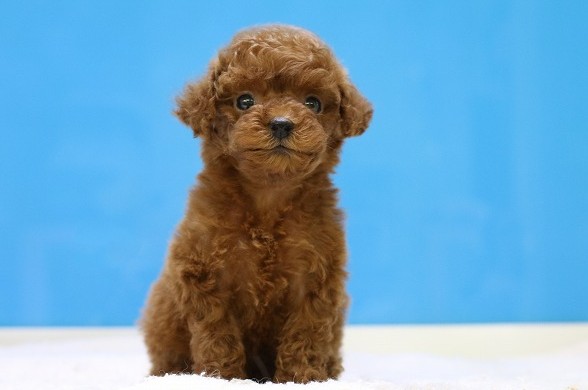 埼玉県のトイプードル(トイ) (かねだい草加店/2025年12月7日生まれ/女の子/レッド)の子犬