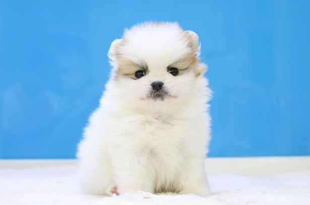 埼玉県のポメラニアン (かねだい草加店/2025年12月6日生まれ/男の子/パーティーカラー)の子犬の1枚目の画像