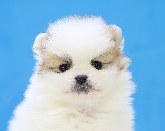 埼玉県のポメラニアン (かねだい草加店/2025年12月6日生まれ/男の子/パーティーカラー)の子犬の2枚目の画像